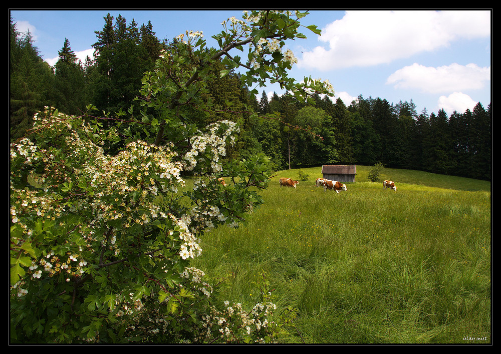 bayerischer Frühsommer