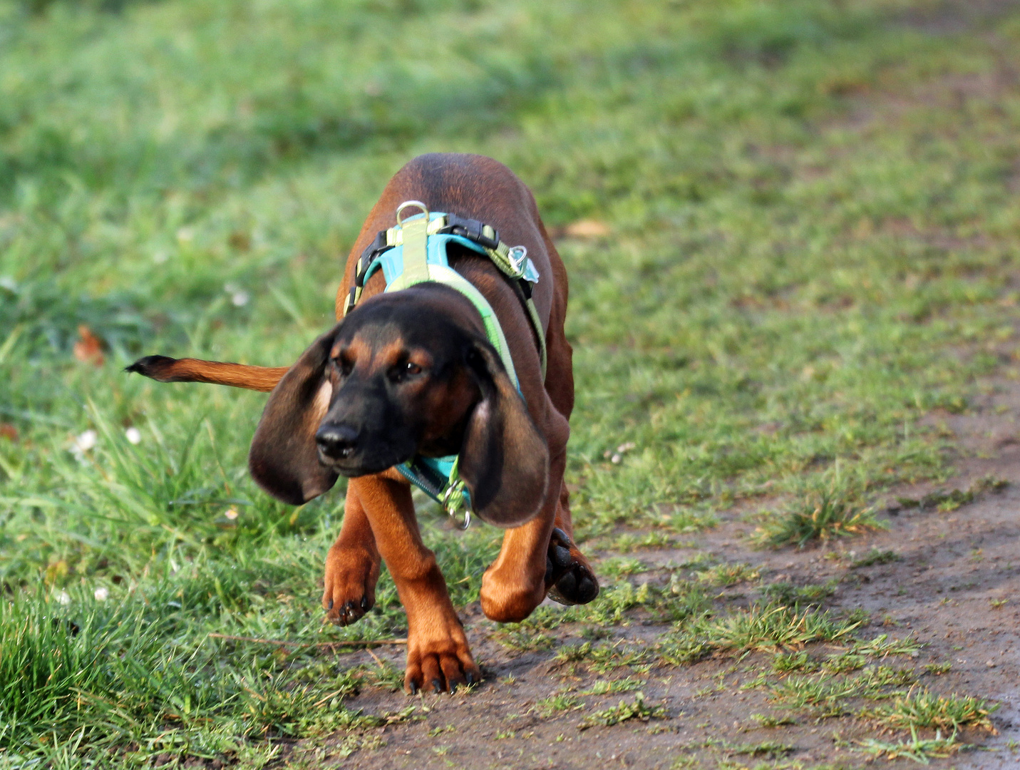 Bayerischer Gebirgsschweißhund