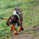 Bayerischer Gebirgsschweißhund