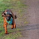 Bayerischer Gebirgsschweißhund