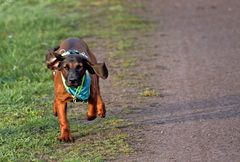 Bayerischer Gebirgsschweißhund