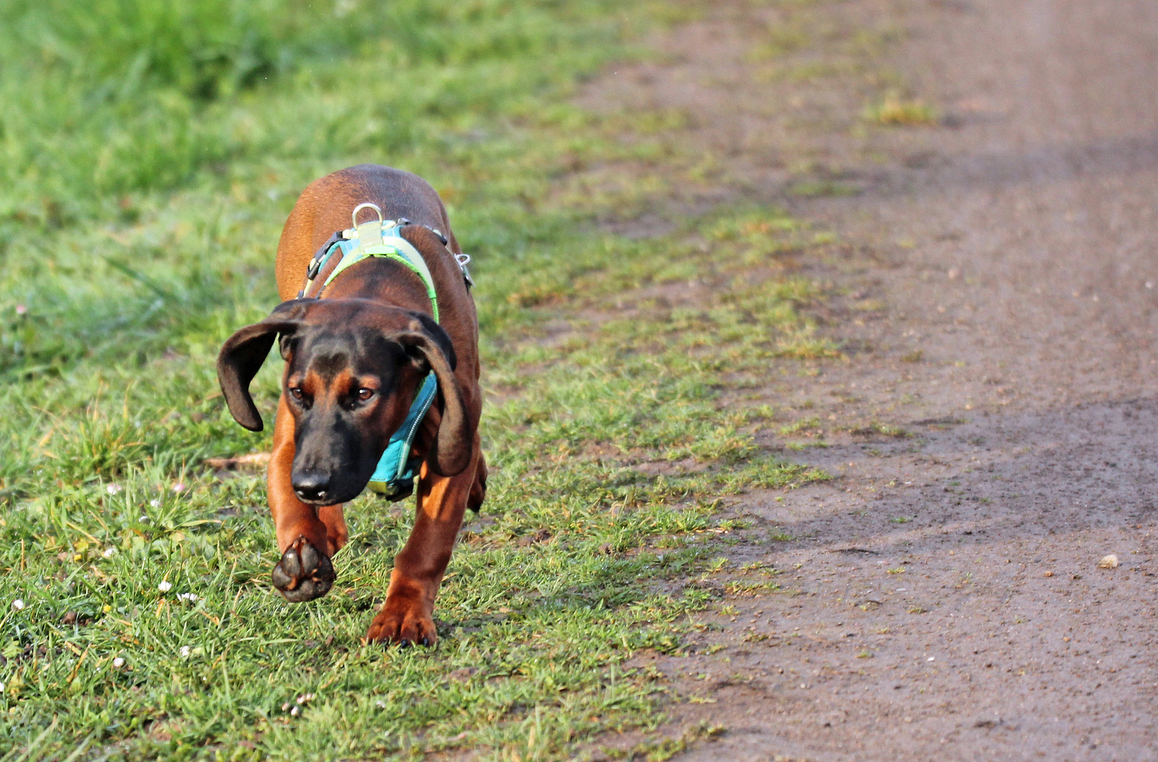 Bayerischer Gebrirgsschweißhund