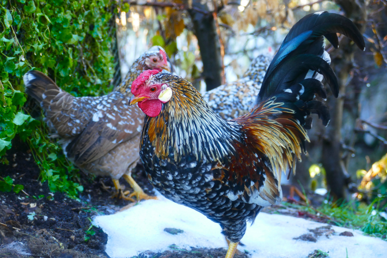 Bayerischer Landzwerg-Hahn Vitus in "rosenkämmig" mit einfachkämmigem Huhn im Hintergrund