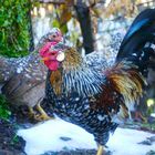 Bayerischer Landzwerg-Hahn Vitus in "rosenkämmig" mit einfachkämmigem Huhn im Hintergrund