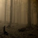 Bayerischer (Nebel)Wald