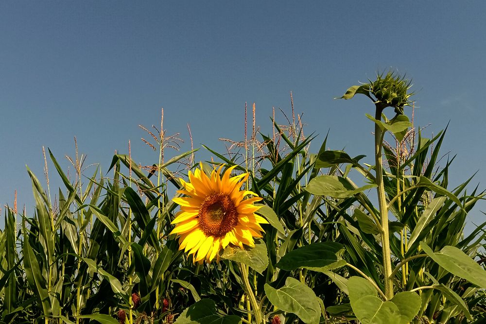 Bayerischer Sommer orig.