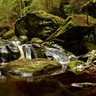 Bayerischer Urwald