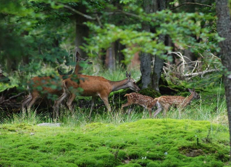 bayerischer wald 04