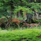 bayerischer wald 04