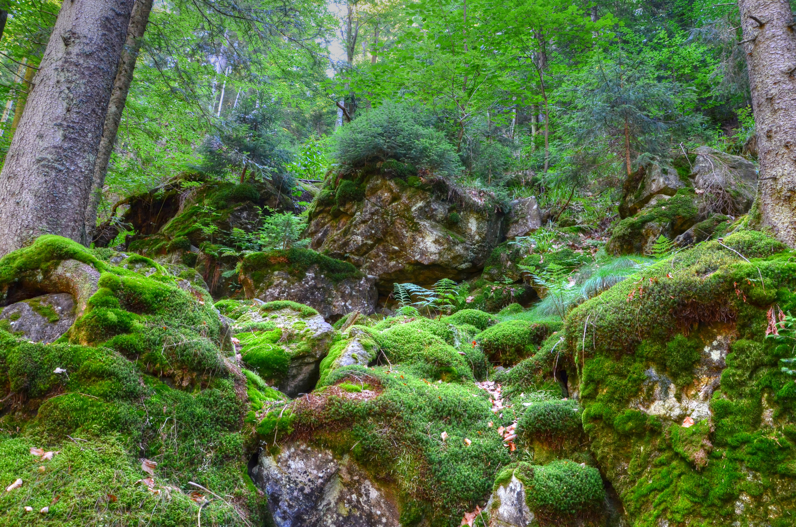 Bayerischer Wald