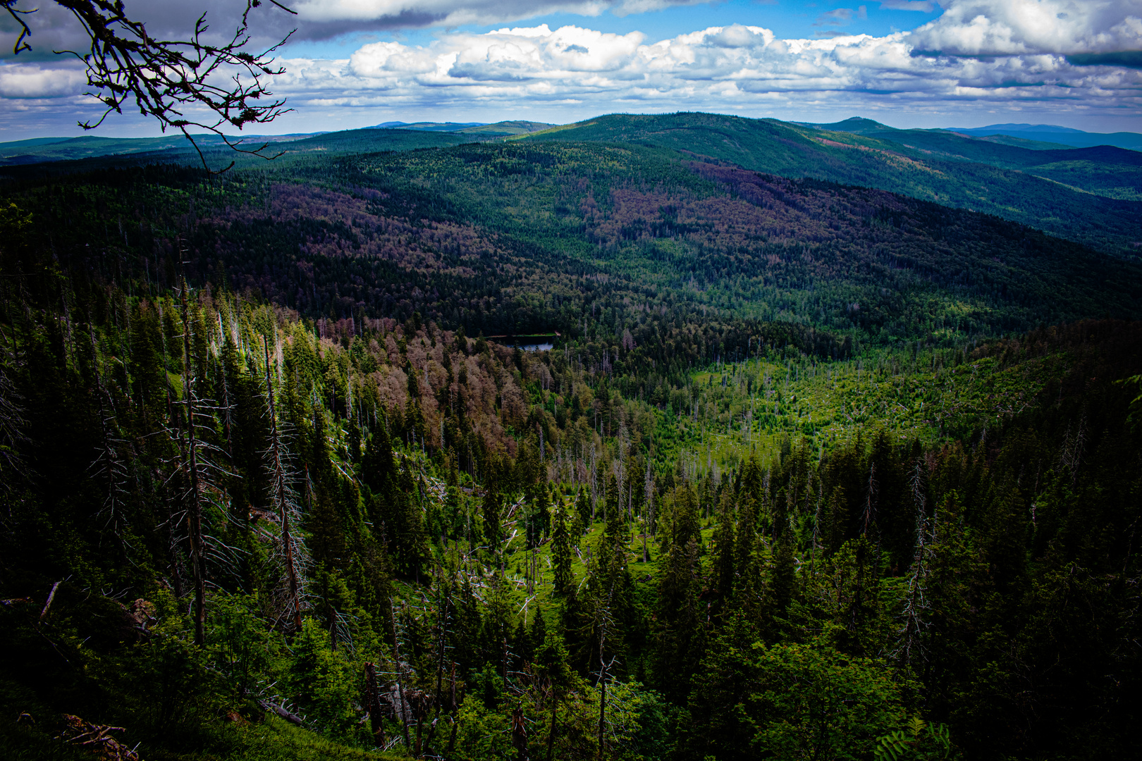 Bayerischer Wald