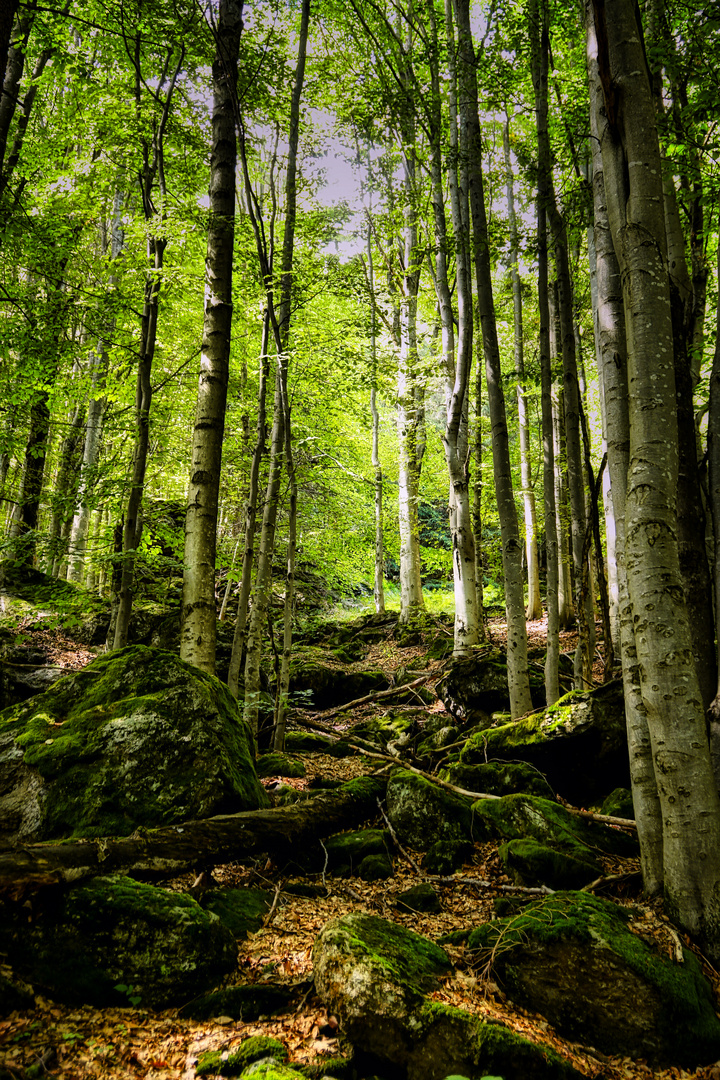 Bayerischer Wald