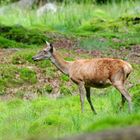 bayerischer wald