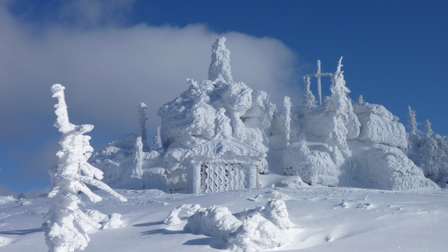 Bayerischer Wald