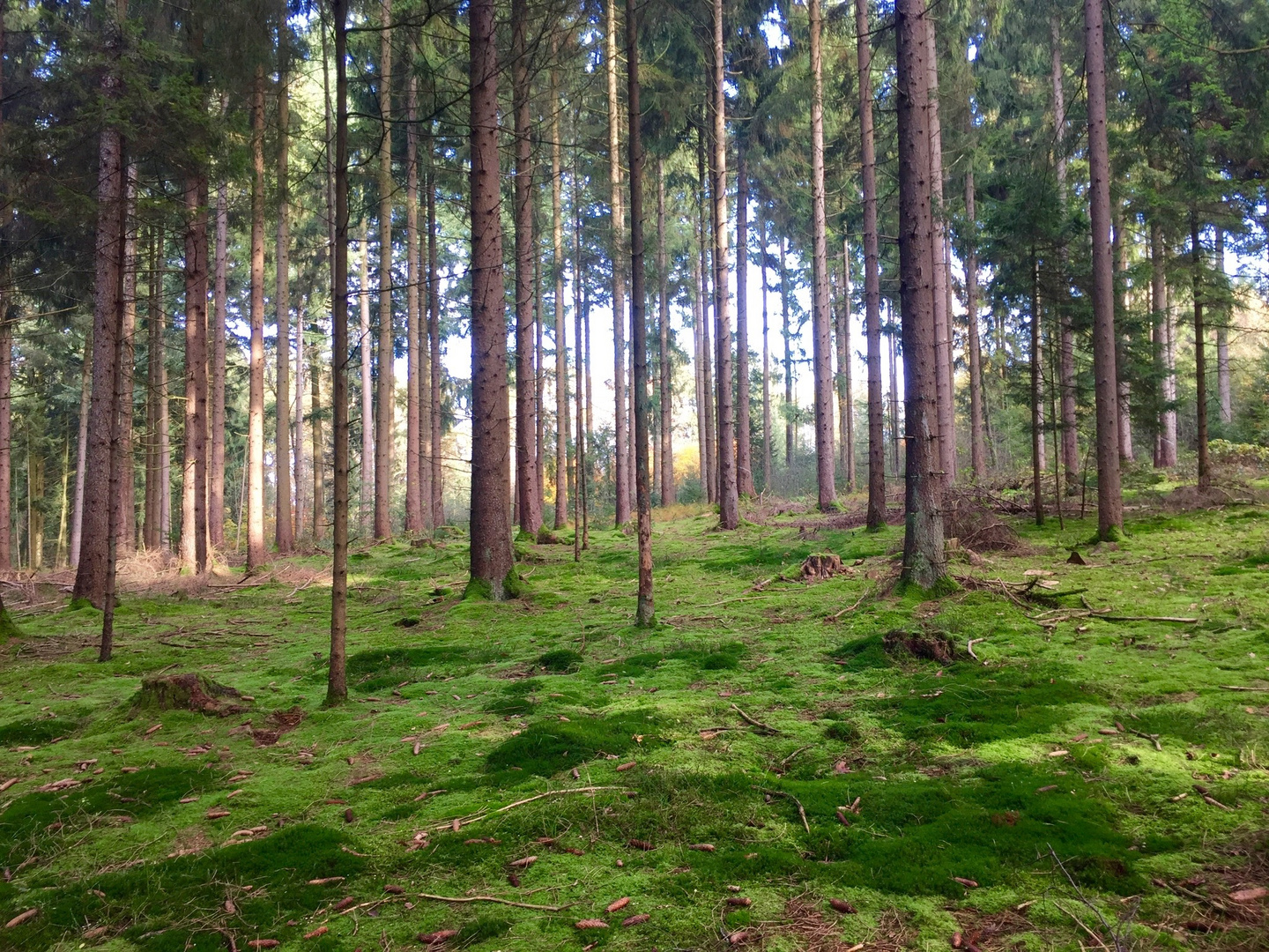 Bayerischer Wald