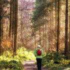 Bayerischer Wald