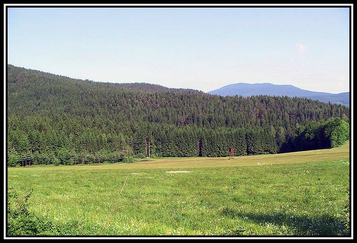 Bayerischer Wald am Morgen