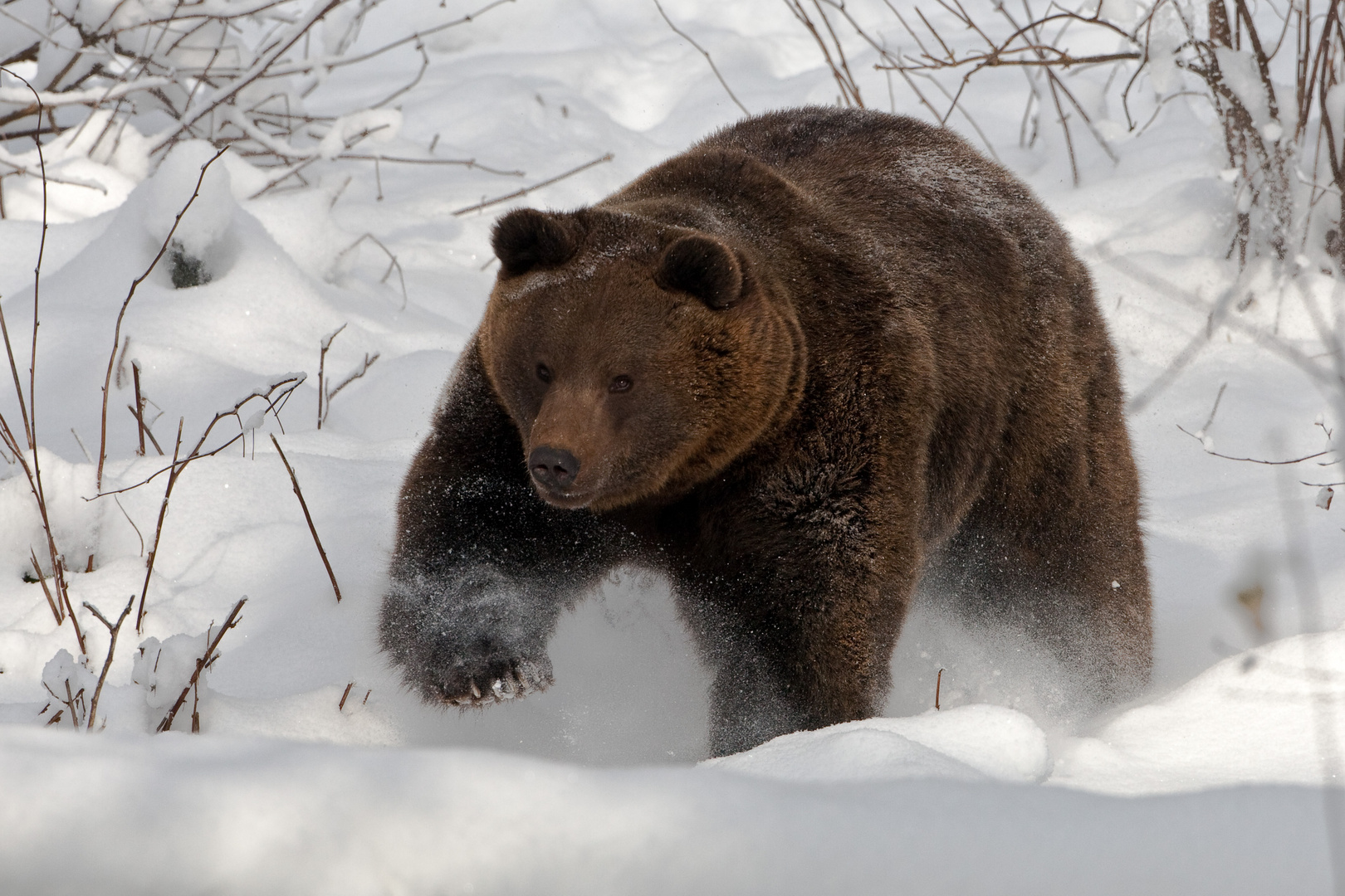 Bayerischer Wald - Bär im Schnee