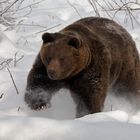 Bayerischer Wald - Bär im Schnee