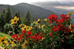 Bayerischer Wald