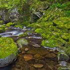 Bayerischer Wald