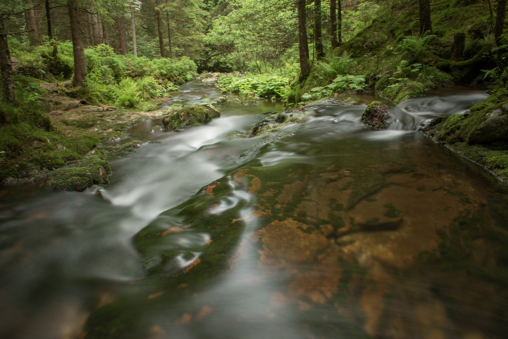 Bayerischer Wald