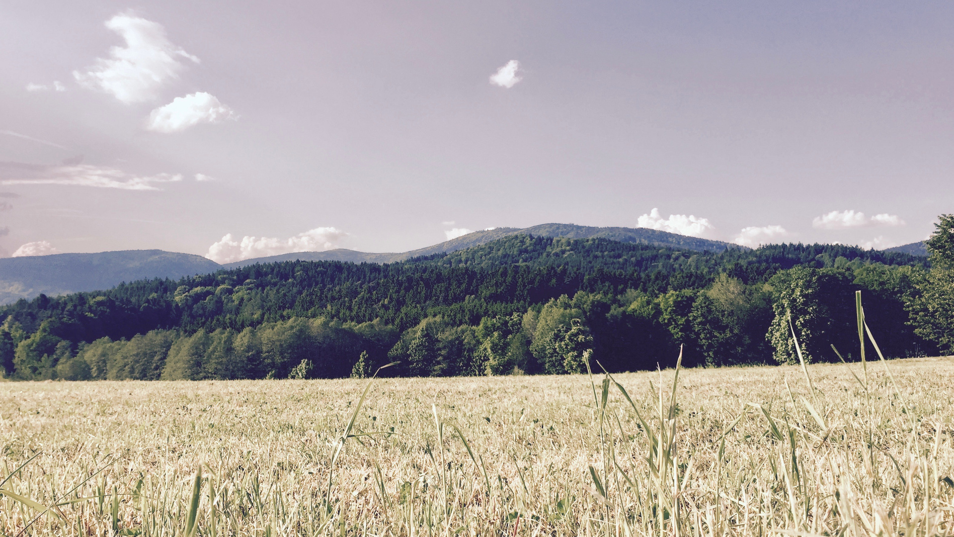 Bayerischer Wald