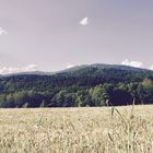 Bayerischer Wald