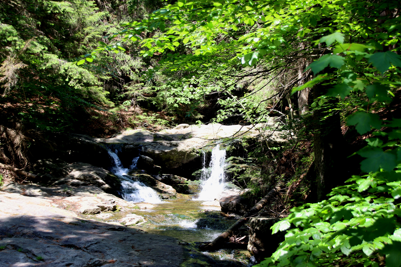 ~ Bayerischer Wald ~