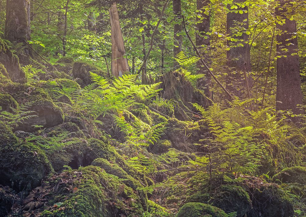 Bayerischer Wald