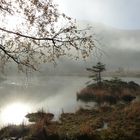 Bayerischer Wald