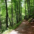 ** Bayerischer Wald  **