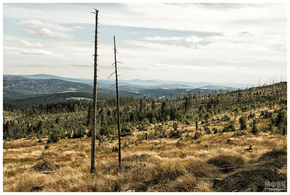 Bayerischer Wald (I)