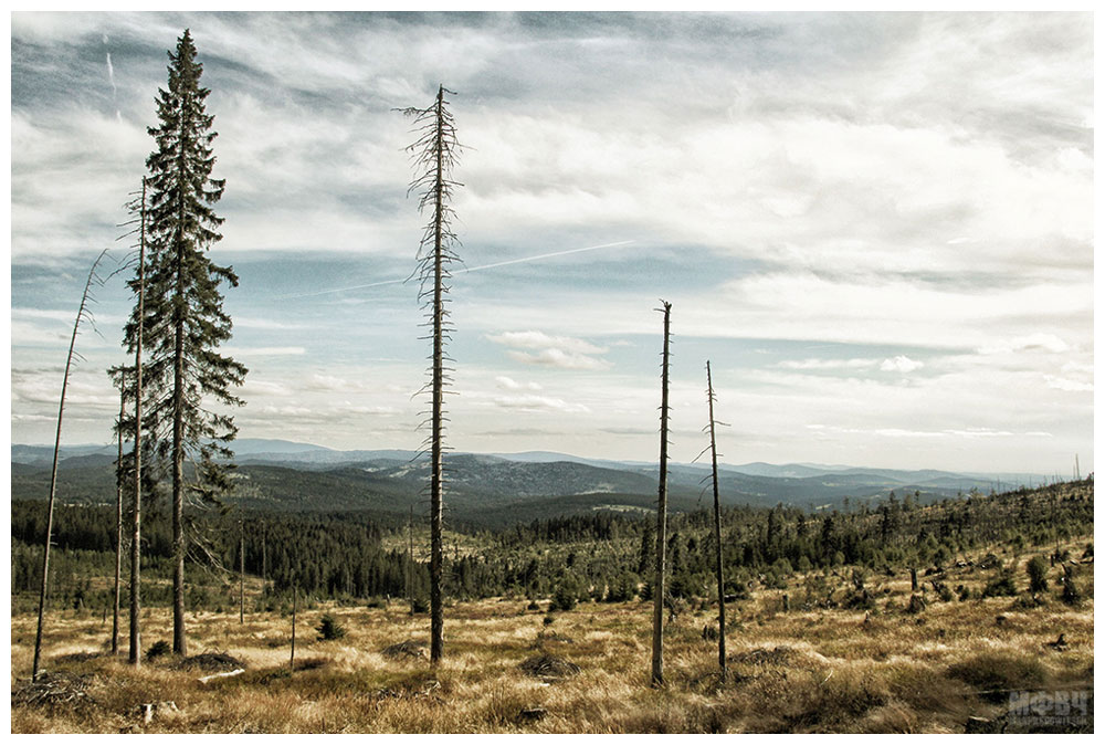 Bayerischer Wald (II)