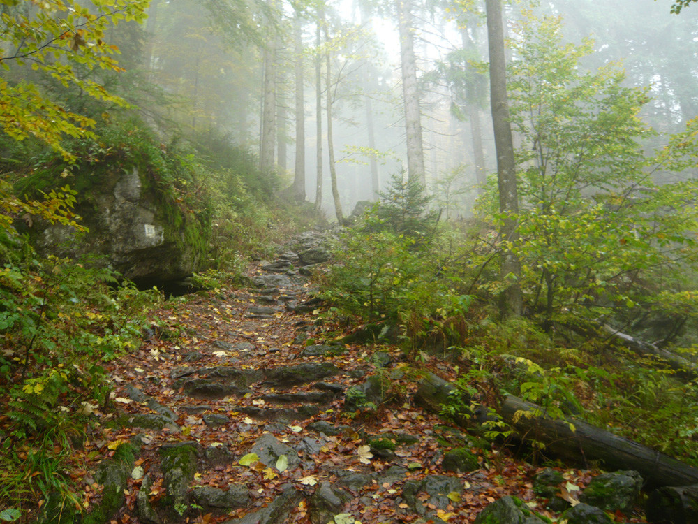 Bayerischer Wald im Herbst