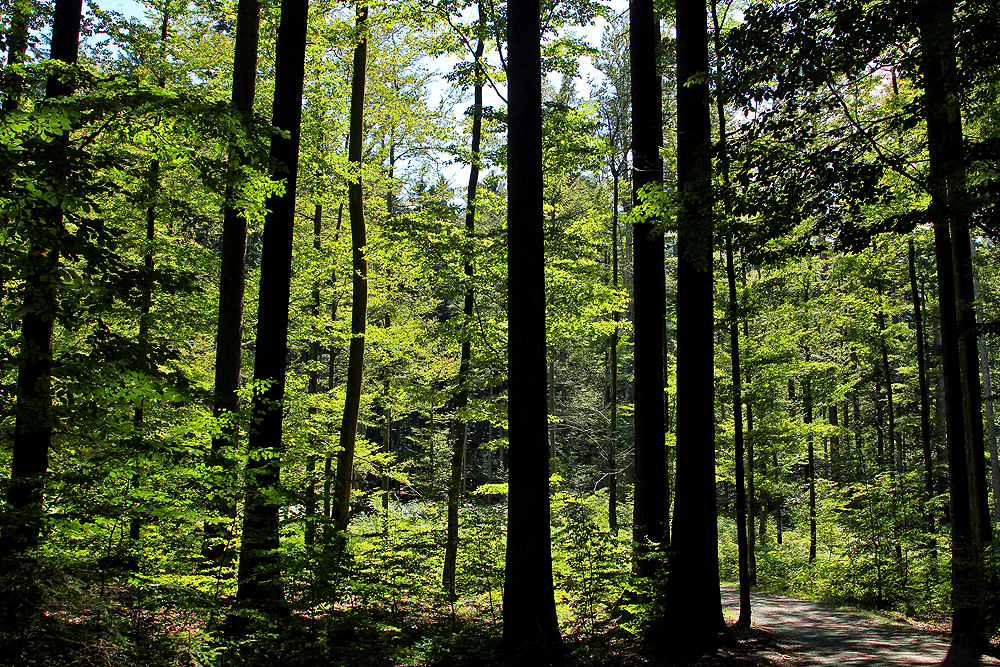 Bayerischer Wald im Sommer