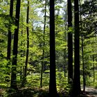 Bayerischer Wald im Sommer