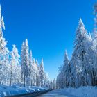 Bayerischer Wald im Winter