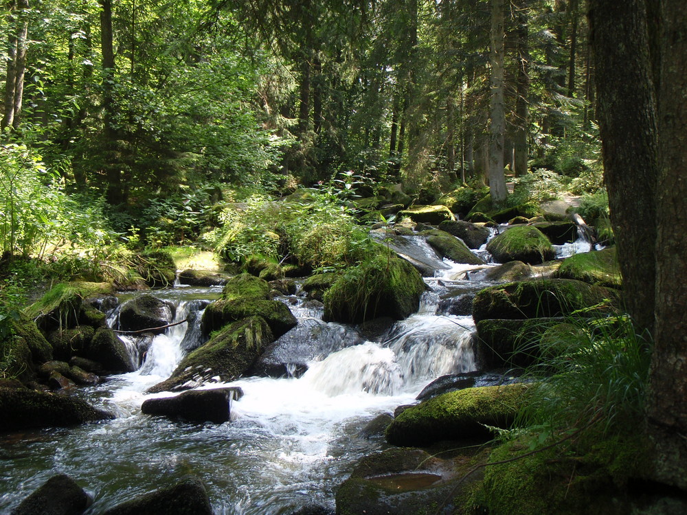 Bayerischer Wald – Waldkirchen – Saußbachklamm