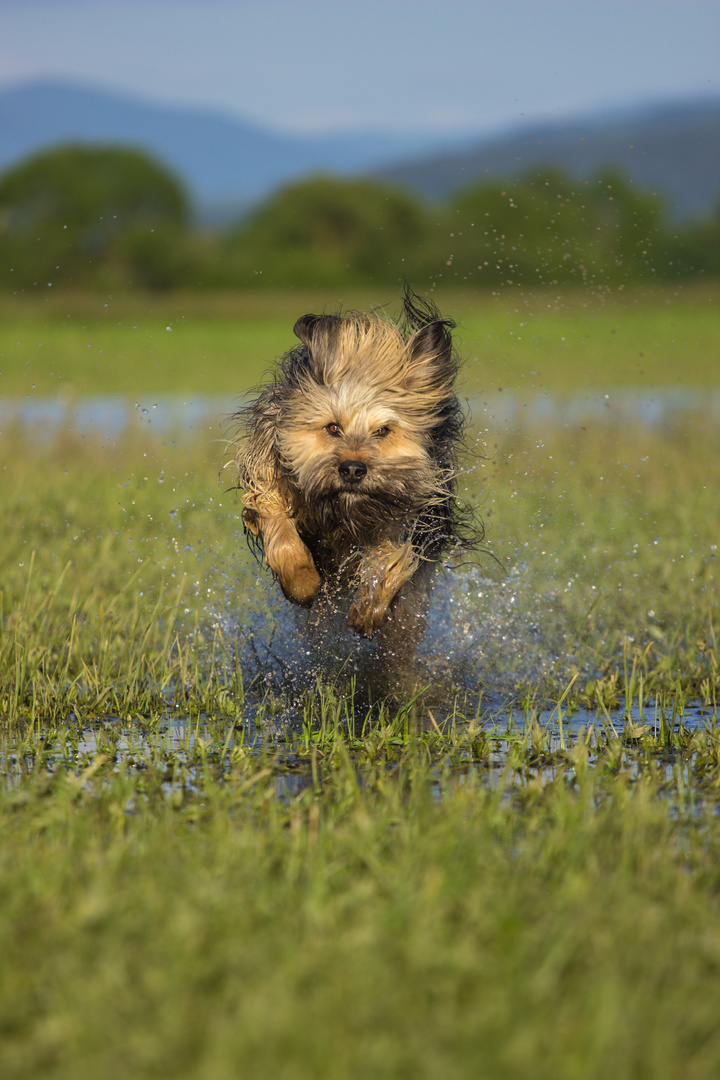 Bayerischer Wasserhund