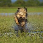 Bayerischer Wasserhund