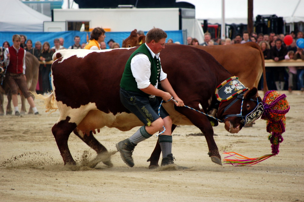 Bayerisches Zentral- Landwirtschaftsfest 2008