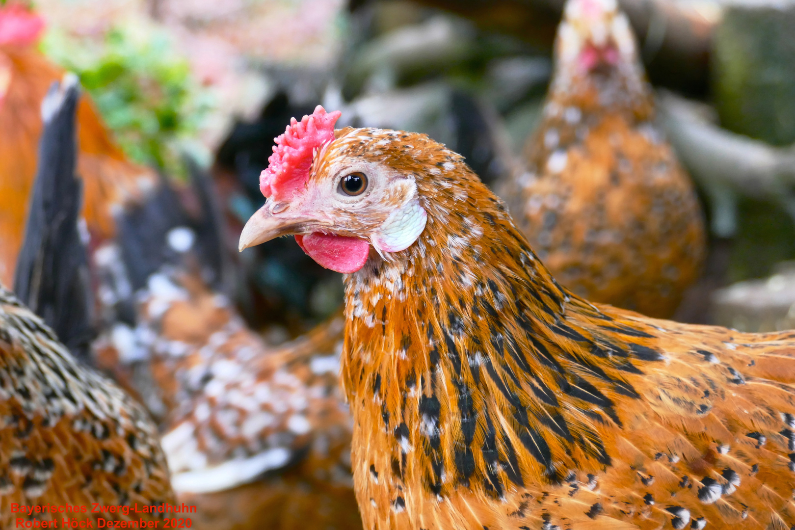 Bayerisches Zwerg-Landhuhn, gescheckt mit Rosenkamm - Bavarian Landrace hens