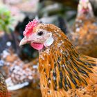 Bayerisches Zwerg-Landhuhn, gescheckt mit Rosenkamm - Bavarian Landrace hens