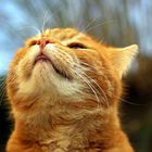 User Profile Photo
