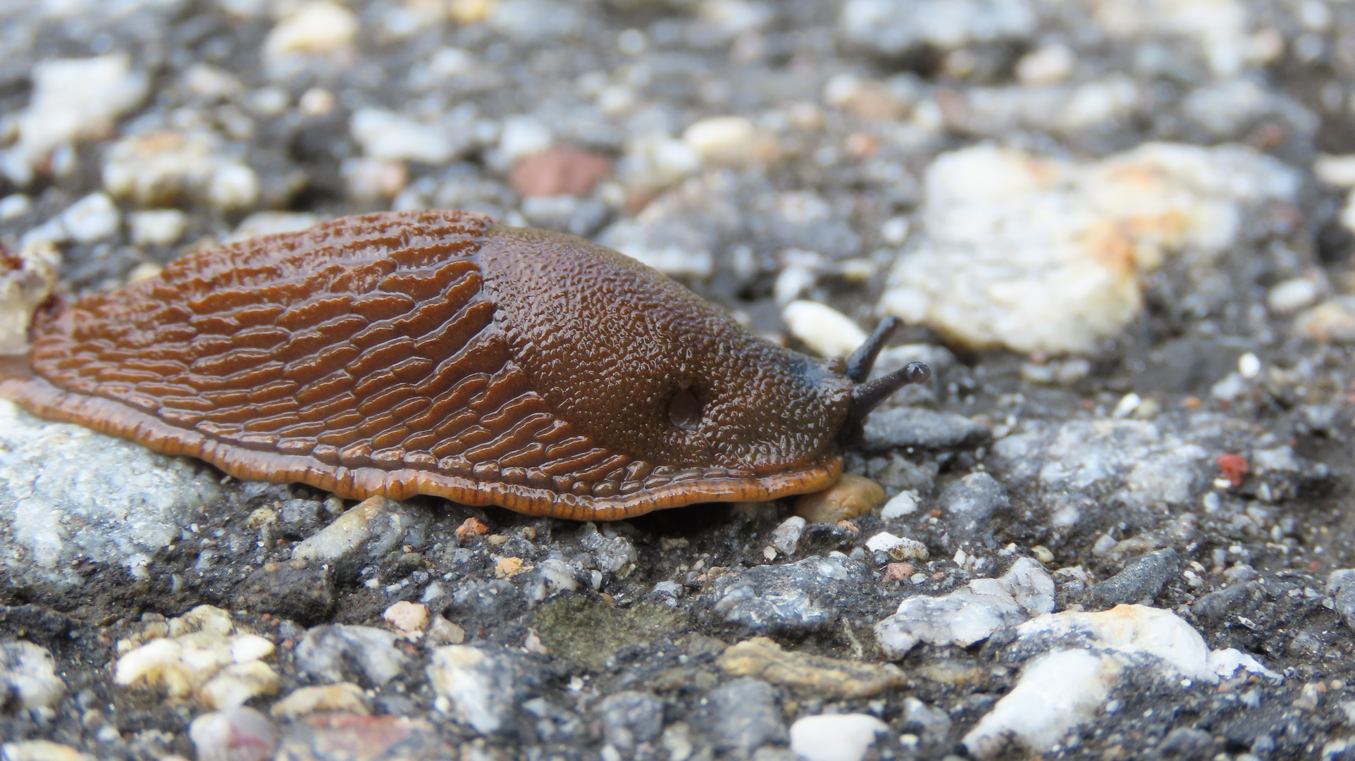 Bayern (2021), Nacktschnecke