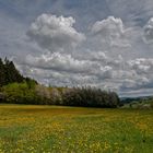  Bayern Löfenzahn Fehld