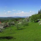 BAYERNFRÜHLING - Wendlberg