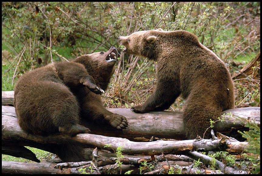 Bayernwald Kämpfe