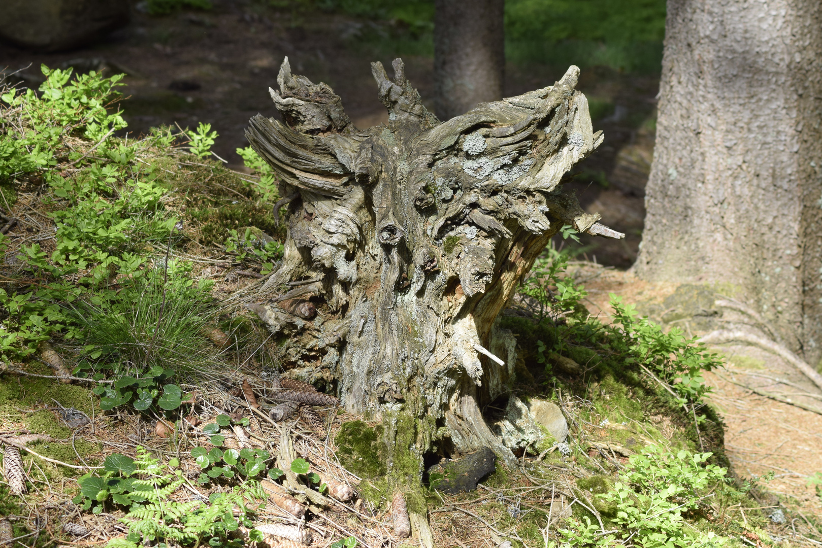 Bayernwald-Kleiner Arbersee